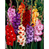 100 Seeds Per Pack - Gladiolus Flower