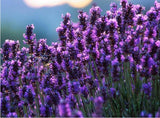 200 Seeds Per Pack - French Provence Lavender