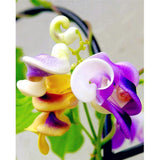 50 Seeds Per Pack - Snail Flower