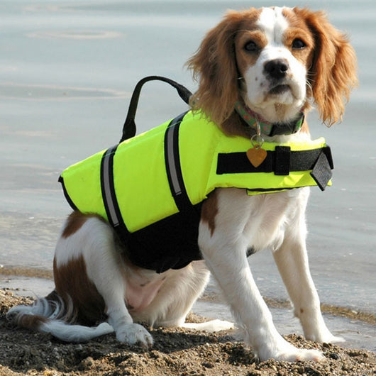 Adventure Vest For Dogs