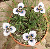 40 Seeds Per Pack - Moraea iridioides Flower