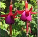 40 Seeds Per Pack - Fuchsia Seed Pods